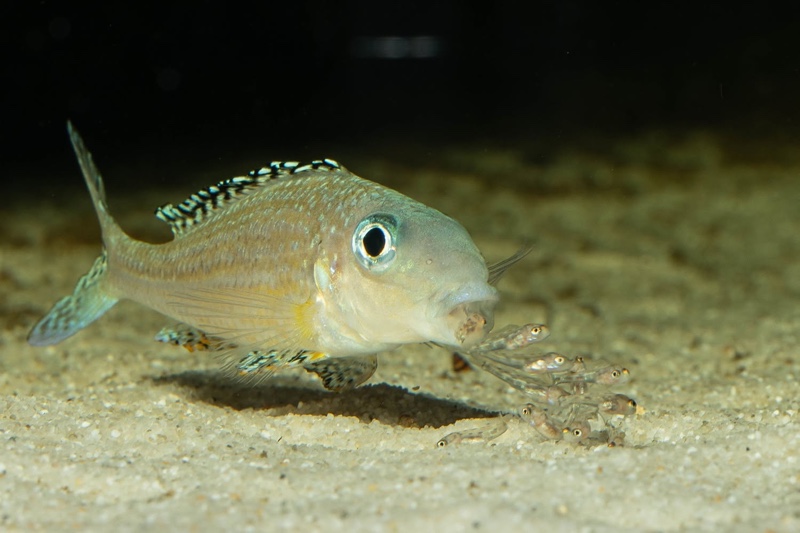 Xenotilapia papilio 'Tembwe Deux'